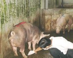 Bình Dương: ba lò giết mổ heo bệnh