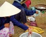 Lên đập ăn cá mòi