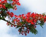 Nhà thơ Hoàng Nhuận Cầm: Chiếc lá nào cũng đầu tiên...