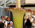 10 loài cây lạ trên thế giới