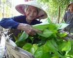 Làng trầu giữ chút hồn quê