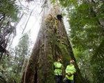 Cây thân gỗ cao nhất thế giới