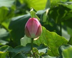 Hồ Tây: sen đầu mùa