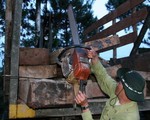Lâm Đồng: bắt giữ 8 lâm tặc khai thác gỗ trái phép