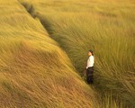 Tình người mênh mang trong Cánh đồng bất tận
