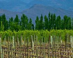 Mendoza - mê hoặc vườn nho, rượu vang