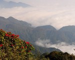Khám phá 'vương quốc' hoa đỗ quyên
