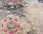 Chặt trộm cây xanh?