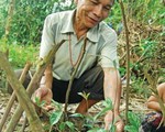 Trồng sâm ba kích