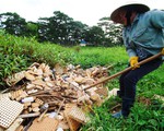 Phá nát danh thắng Đà Lạt