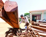 Tan nát rừng biên giới Đức Cơ