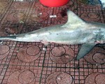 Bắt được cá mập trắng nặng 60kg tại biển Quy Nhơn