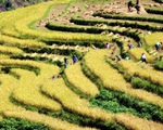 Ngắm ruộng bậc thang thượng du mùa lúa chín