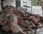 Heo chết vì nhiễm dịch heo tai xanh
