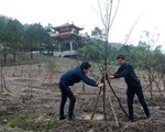 Trồng 103 cây mai vàng bên mộ Đại tướng