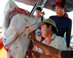 Ra Hoàng Sa câu cá mập