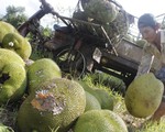 Giá trái cây giảm sâu, nhà vườn Đồng Nai, ĐBSCL khóc ròng
