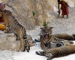 ​Chùa Cọp Thái Lan dính nghi án mua bán động vật hoang dã