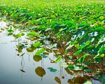 ​Thành phố hoa sen