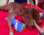 Đổ xô đi xem bê hai đầu