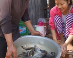 ​Cổ tích giữa đồng bưng