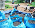 Đề phòng thương lái Trung Quốc làm rối loạn thị trường hồ tiêu