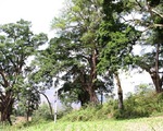 ​Cụm cây đa quả vàng ở Hà Giang là cây di sản