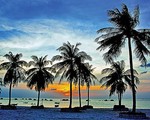 ​Ra Phú Quốc thử nấm tràm