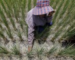 Thái Lan ra tay chống thiếu nước