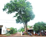 Đi tìm “bóng cây kơnia”