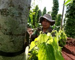 Cưỡng bức “bảo kê” vườn tiêu