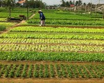 ​Làng rau Trà Quế, điểm đến không thể bỏ qua