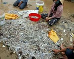 Hàng ngàn con hải sâm dạt vào bờ biển Phú Quốc
