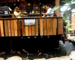 ​Độc đáo quán cafe cá Koi “khủng” ở Sài Gòn