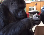 Khỉ đột 44 tuổi nhận mèo làm con nuôi