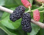 Muốn trẻ lâu nên ăn dâu tằm