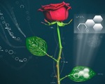 Tạo ra &apos;hoa hồng điện tử&apos; đầu tiên thế giới