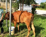 Bắt nhóm thanh niên  dùng xe tải trộm bò liên tỉnh