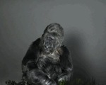 Clip khỉ Koko dùng ký hiệu gửi thông điệp đến con người