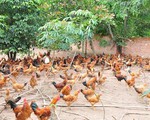 ​Hưng Yên đầu tư hơn 10 tỷ đồng chăn nuôi gia cầm theo VietGAHP