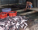 Cá chết trên sông Cái Vừng: do thiếu oxy?