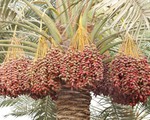 Trái chà là “khỏe bà tốt ông”