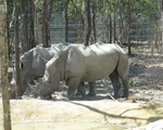 Vinpearl Safari Phú Quốc có 14 con tê giác đi mượn