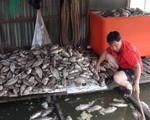Cá nuôi bè trên sông Cái Vừng tiếp tục chết vì thiếu oxy