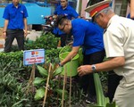 Đưa cây bàng vuông vào lòng thành phố