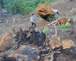 Thủ tướng chỉ đạo: Kiên quyết đóng cửa rừng để cứu rừng