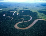 ​Cần 300 năm để hoàn thành thống kê thực vật rừng Amazon