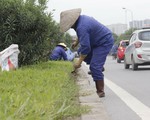 Hà Nội: Lãng phí vì trồng cây không phù hợp