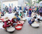 Tỏi Lý Sơn... tha hương