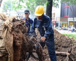 Đốn hạ, bứng dời 51 cây tại công viên 23-9